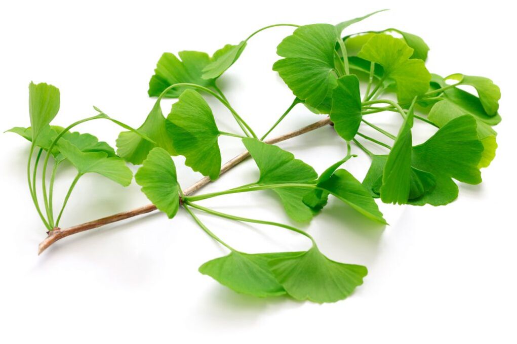 ginkgo biloba kapsuletan Insuvit